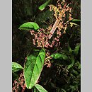 znalezisko 00010000.10_10_19.jmak - Chenopodium polyspermum (komosa wielonasienna); Sigmaringen Niemcy 