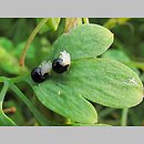 znalezisko 00010000.09_4_50.jmak - Corydalis lutea (kokorycz żółta); Niemcy