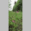 znalezisko 00010000.10_11_5.jmak - Dianthus armeria (goździk kosmaty); Tybinga Niemcy