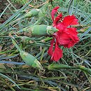 Dianthus caryophyllus (goÅºdzik ogrodowy)