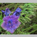 znalezisko 00010000.10_11_14.jmak - Echium plantagineum (żmijowiec babkowaty); ogr.zielny Niemcy