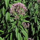 Eutrochium purpureum (sadziec purpurowy)