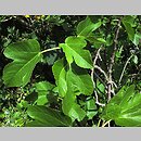 znalezisko 00010000.10_7_11.jmak - Ficus carica (figowiec właściwy); Niemcy ogr.zielny