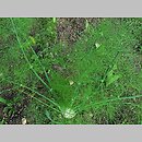 znalezisko 00010000.10_11_17.jmak - Foeniculum vulgare (fenkuł włoski); ogr.zielny Niemcy