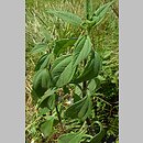 znalezisko 00010000.10_13_43.jmak - Helianthus tuberosus (słonecznik bulwiasty); ogr. zielny; Niemcy