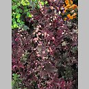 znalezisko 00010000.10_13_45.jmak - Heuchera ‘Purple Petticoats’; ogr. zielny; Niemcy