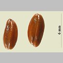 znalezisko 00010000.10_13_74.jmak - Hippophae rhamnoides (rokitnik zwyczajny); ogr. zielny; Niemcy