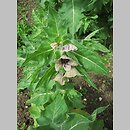 znalezisko 00010000.10_9_27.jmak - Hyoscyamus niger (lulek czarny); ogr.zielny Niemcy