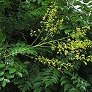 Sapindaceae (mydleÅ„cowate)