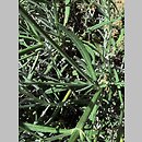 znalezisko 00010000.10_8_24.jmak - Lavandula ×intermedia (lawenda pośrednia); ogr.zielny Niemcy