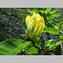 znalezisko 00010000.10_4_39.jmak - Magnolia acuminata (magnolia drzewiasta); Niemcy