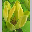 znalezisko 00010000.10_4_40.jmak - Magnolia acuminata (magnolia drzewiasta); Niemcy