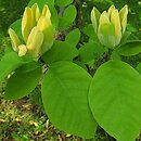 Magnolia acuminata (magnolia drzewiasta)