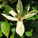 Magnolia ×brooklynensis Hattie Carthan
