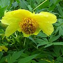 Paeonia delavayi Yellow-Queen