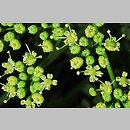znalezisko 00010000.10_9_30.jmak - Petroselinum crispum (pietruszka zwyczajna); ogr.zielny Niemcy