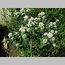 znalezisko 00010000.10_12_12.jmak - Pycnanthemum verticillatum var. pilosum (tulia omszona); ogr.zielny Niemcy