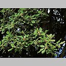 znalezisko 00010000.10_14_13.jmak - Quercus ilex (dąb ostrolistny); Niemcy 