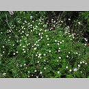 znalezisko 00010000.10_8_53.jmak - Ranunculus platanifolius (jaskier platanolistny); Niemcy Feldberg