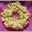 znalezisko 00010000.10_6_25.jmak - Rubus odoratus (jeżyna pachnąca); Niemcy, ogr. zielny