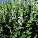 znalezisko 00010000.10_12_21.jmak - Salvia nemorosa ‘Schneehügel’; ogr.zielny Niemcy