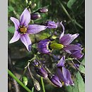 znalezisko 00010000.08_12s.jmak - Solanum dulcamara (psianka słodkogórz); Sigmaringen, Niemcy