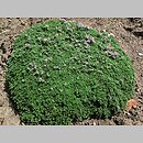 znalezisko 00010000.10_8_20.jmak - Thymus serpyllum (macierzanka piaskowa); ogr. zielny, Niemcy