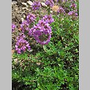 znalezisko 00010000.10_8_18.jmak - Thymus ×citriodorus (macierzanka cytrynowa); ogr.zielny Niemcy
