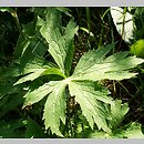 znalezisko 20070607.2.js - Ranunculus platanifolius (jaskier platanolistny)