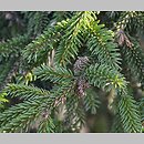znalezisko 20130613.1.jbs - Picea orientalis (świerk kaukaski); Łódzki Ogród Botaniczny