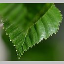 znalezisko 00010000.13.jbs - Betula utilis ssp. jacquemontii (brzoza pożyteczna odm. Jacquemonta)