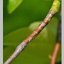 znalezisko 00010000.25.jbs - Magnolia tripetala (magnolia parasolowata)
