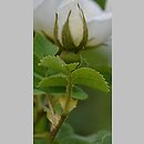znalezisko 00010000.34.jbs - Rosa spinosissima (róża gęstokolczasta)