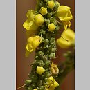 Verbascum bombyciferum (dziewanna jedwabista)