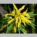 znalezisko 20180902.1c.jbs - Amaranthus tricolor (szarłat ciemny);  Łódź, Ogród Botaniczny