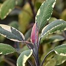 znalezisko 20170910.1b.jbs - Salvia officinalis ‘Tricolor’ (szałwia lekarska ‘Tricolor’); Łódź, Ogród Botaniczny