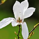 Magnolia salicifolia (magnolia wierzbolistna)