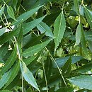 Fraxinus angustifolia (jesion wÄ…skolistkowy)