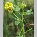 Trifolium aureum (koniczyna zÅ‚ocistoÅ¼Ã³Å‚ta)