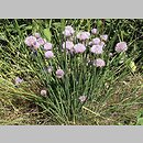 znalezisko 20080601.2.jkr - Allium schoenoprasum (czosnek szczypiorek); okolice Staszowa
