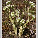 znalezisko 20090509.1.jkr - Valerianella locusta (roszpunka warzywna); Szczepanowice (Wyż. Miechowska)