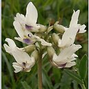 znalezisko 20090710.9.jkr - Astragalus australis (traganek jasny); Czerwone Wierchy (Tatry)