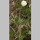 znalezisko 20090502.1.jkr - Anemone sylvestris (zawilec wielkokwiatowy); rez. Skorocice (Niecka Nidziańska)