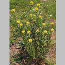 Brassicaceae - włoski rozgałęzione, kwiaty żółte