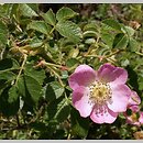 znalezisko 20090614.3.jkr - Rosa rubiginosa (róża rdzawa); Góry Pieprzowe k/ Sandomierza