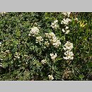 znalezisko 20100709.2.jkr - Astragalus australis (traganek jasny); Czerwone Wierchy (Tatry)