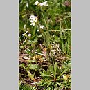 znalezisko 20100709.1.jkr - Androsace obtusifolia (naradka tępolistna); Czerwone Wierchy (Tatry)