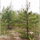 znalezisko 20100718.1.jkr - Pinus banksiana (sosna Banksa); okol. Bolesławca 
