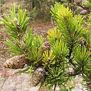 Pinus banksiana (sosna Banksa)