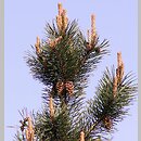 znalezisko 20100604.1.jkr - Pinus ×rhaetica (sosna drzewokosa); rez. Błędne Skały (G. Stołowe)
